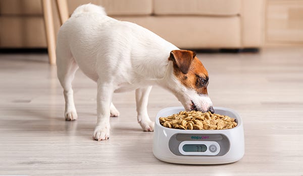 Articoli per animali Easy Pet